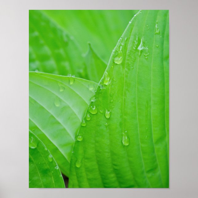 Grönt Hosta Löv och droplets Vatten Poster (Framsidan)