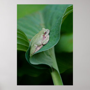Grönt Hosta Löv och Frog Poster