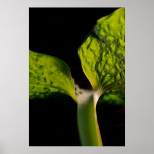 Grönt Hosta Löv på Black Poster