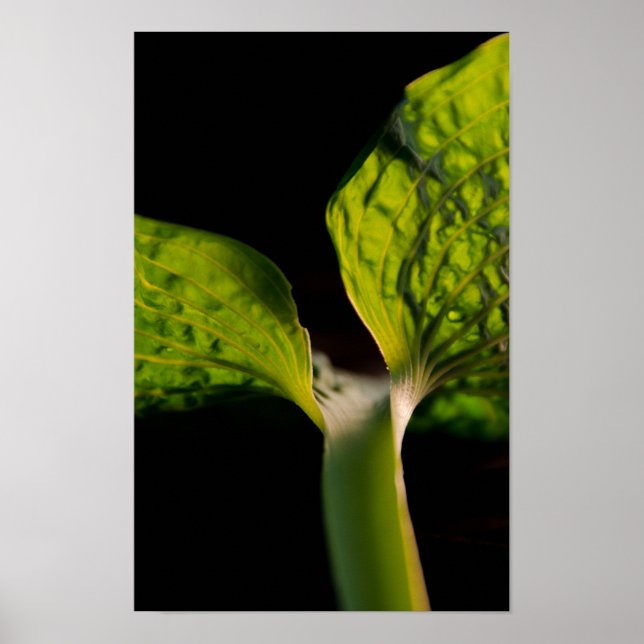 Grönt Hosta Löv på Black Poster (Framsidan)
