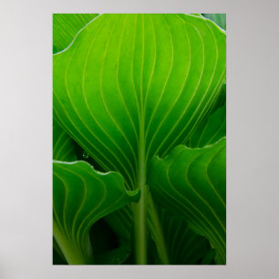 Grönt Hosta Löv Poster