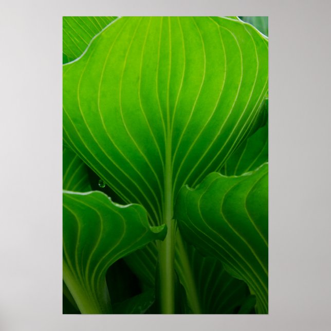 Grönt Hosta Löv Poster (Framsidan)