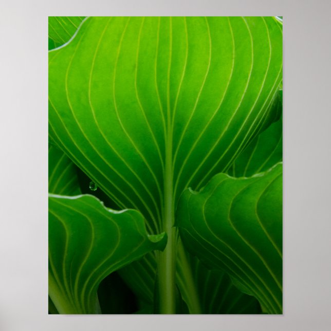 Grönt Hosta Löv Poster (Framsidan)