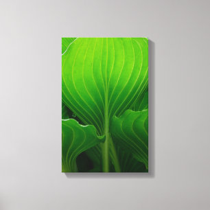 Grönt Hosta Lövs Canvastryck