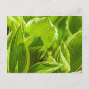 Grönt Hosta Lövs Vykort