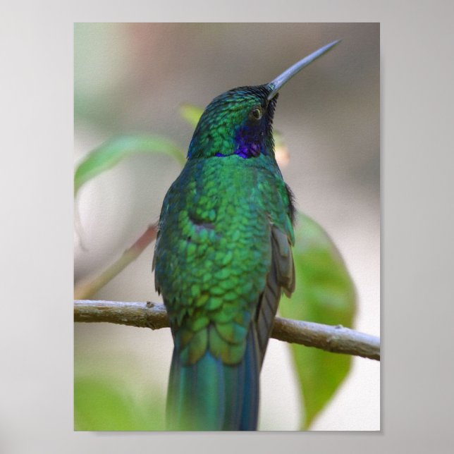 Grönt Humming Bird Poster (Framsidan)