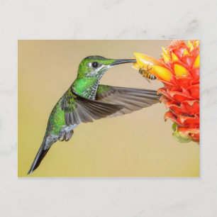 Grönt Hummingbird & Bee Vykort