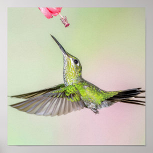 Grönt Hummingbird Flies Prettily Poster
