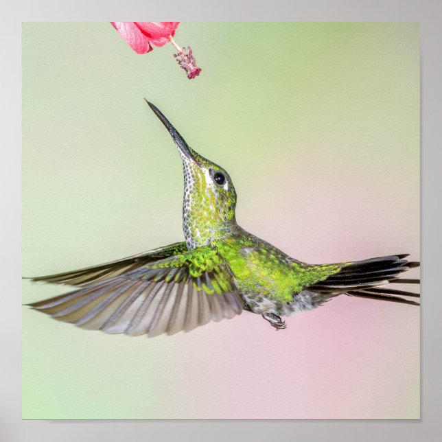 Grönt Hummingbird Flies Prettily Poster (Framsidan)