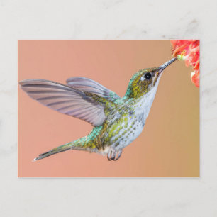 Grönt Hummingbird Matande på Orange Flower Vykort
