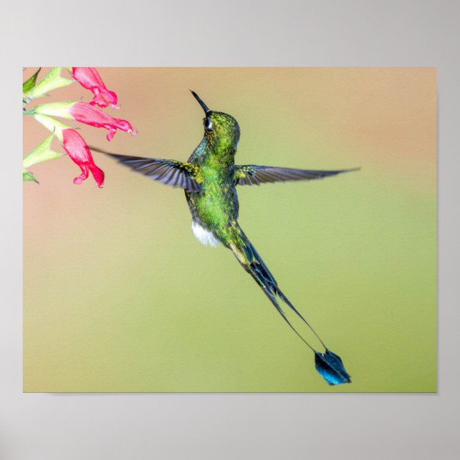 Grönt Hummingbird med Lång Svan-fjädrar Poster (Framsidan)
