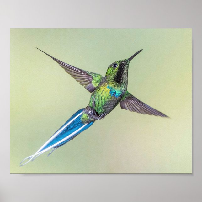 Grönt Hummingbird med Long Blue Svan Feathers Poster (Framsidan)