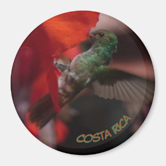 Grönt Hummingbird på Orange Flower Cust. Magnet