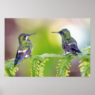 Grönt Hummingbird par på Löv Poster