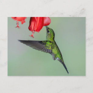 Grönt Hummingbird & Red Flower Vykort