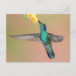 Grönt Hummingbird som flyger till en Gult Flower Vykort