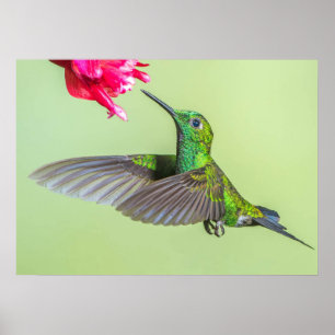 Grönt Hummingbird som flyger till en röd blomma Poster