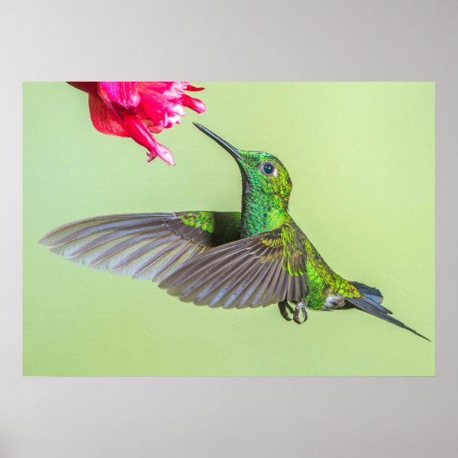 Grönt Hummingbird som flyger till en röd blomma Poster (Framsidan)