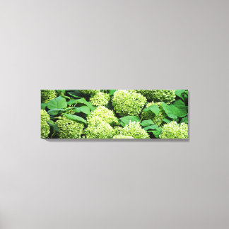 Grönt hydrangea canvastryck