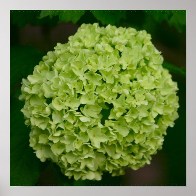 Grönt Hydrangea Poster (Framsidan)