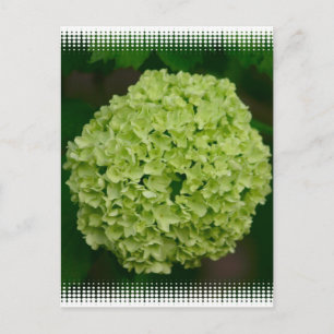 Grönt Hydrangea vykort