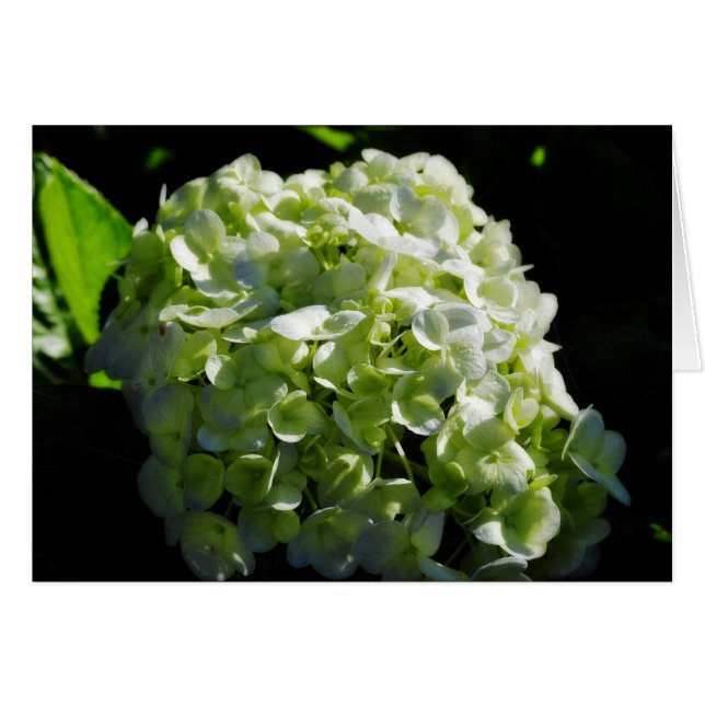 Grönt Hydrangeas Flowers Hälsningskort (Framsidan Horizontal)