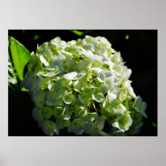 Grönt Hydrangeas Flowers Poster
