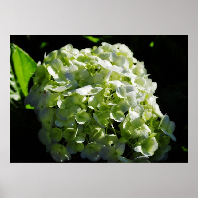 Grönt Hydrangeas Flowers Poster (Framsidan)