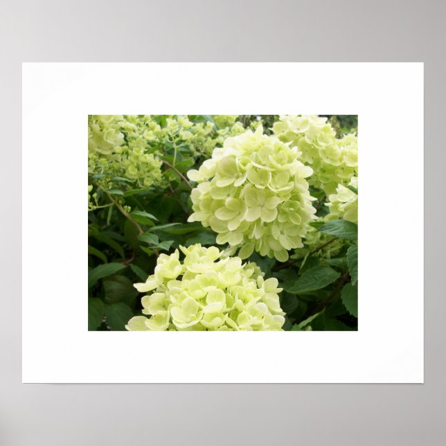 Grönt Hydrangeas Poster (Framsidan)