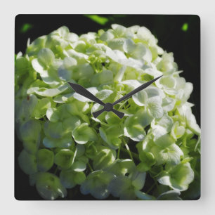 Grönt Hydrangeasblommor Fyrkantig Klocka