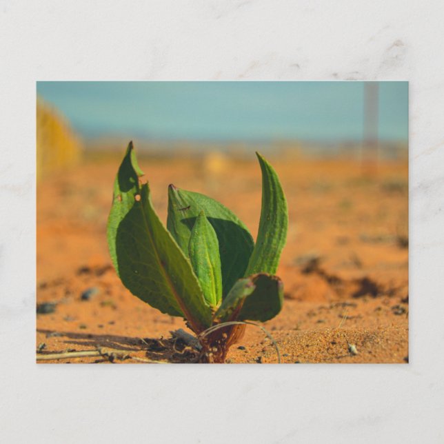 Grönt i öknen vykort (Framsida)
