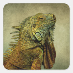 Grönt Iguana Fyrkantigt Klistermärke
