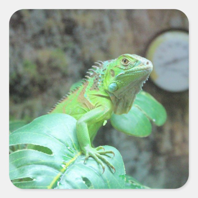 Grönt iguana fyrkantigt klistermärke (Framsida)