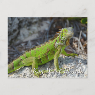 Grönt iguana i Nyckel Väster Florida Vykort