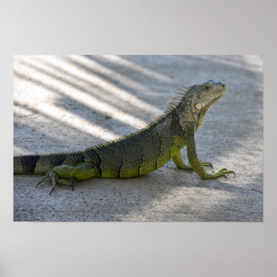 Grönt Iguana i skuggan av Handflatan Träd Poster