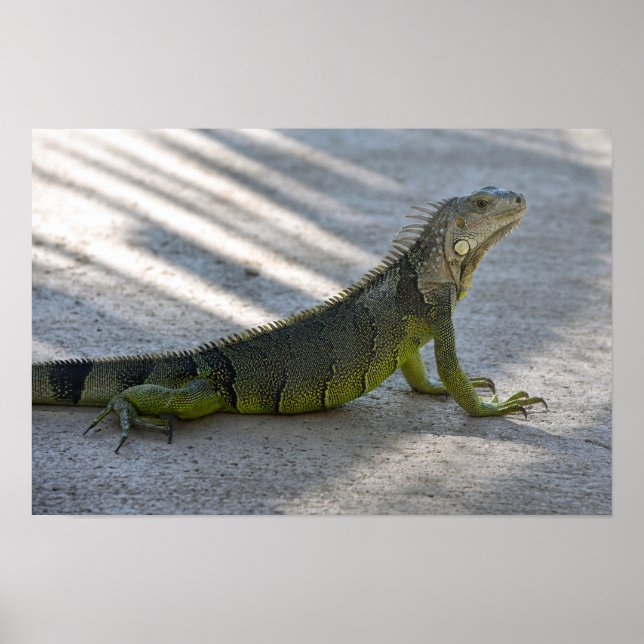 Grönt Iguana i skuggan av Handflatan Träd Poster (Framsidan)