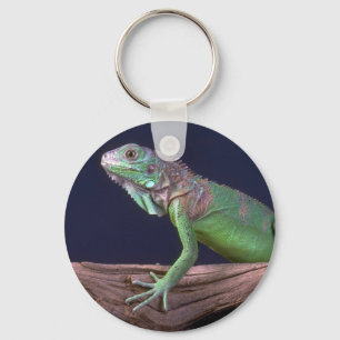 Grönt iguana nyckelring