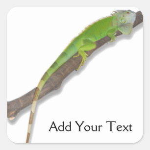 Grönt Iguana på White Sticker Fyrkantigt Klistermärke