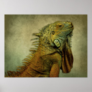 Grönt Iguana Poster