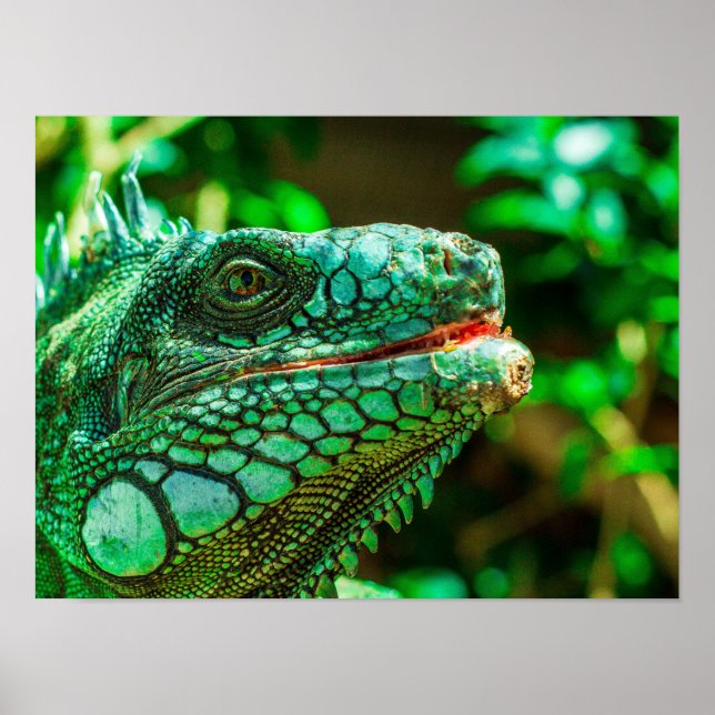 Grönt Iguana Poster (Framsidan)