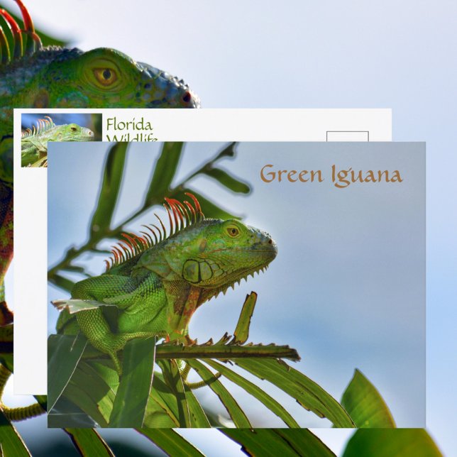 Grönt Iguana Reptile i Vilden Photographic Vykort (Skapare uppladdad)