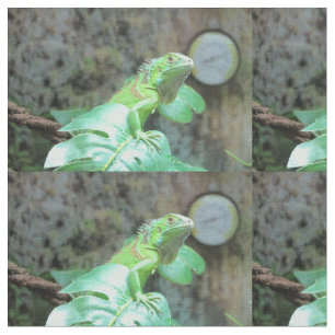 Grönt iguana tyg