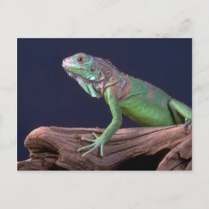 Grönt iguana vykort