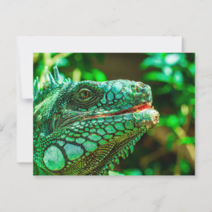 Grönt Iguana Vykort