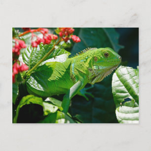 Grönt iguana vykort