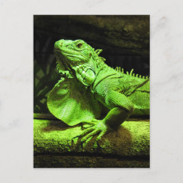 Grönt Iguana Vykort