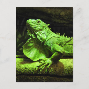 Grönt Iguana Vykort