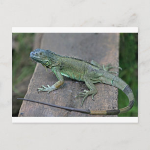 Grönt iguana vykort