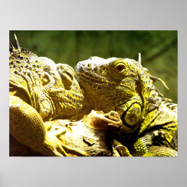 Grönt iguanas huvud poster (Framsidan)