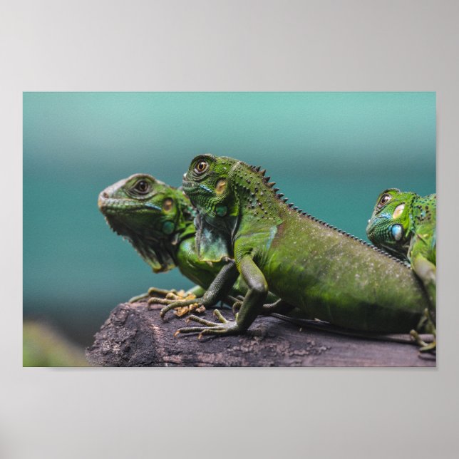 Grönt Iguanas Poster (Framsidan)